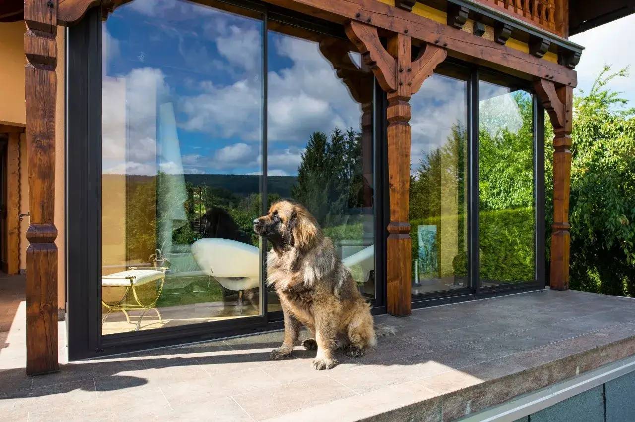 Un chien assis sur une terrasse ensoleillée devant une grande baie vitrée offrant une vue sur un jardin verdoyant.